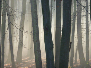WALD I